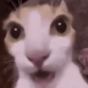 shocked_kitty Emote