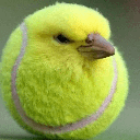 Birb emote