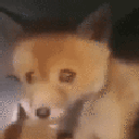 foxscream emote