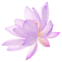purple_flower emote