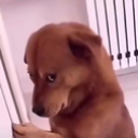emoji_100 Emote