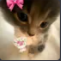 Screenshot20260413205130 emote
