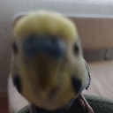 Birbybirb emote