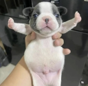 cute_dog emote