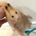 pullhanster Emote