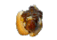 16838chilidog emote