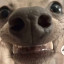 91048hehedog Emote