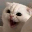 cat_hiss emote