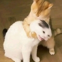 emoji_51 Emote