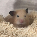 Sleepyhamster emote