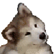 CuteDog emote