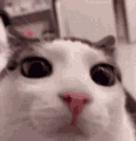 plink emote