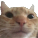 staring emote