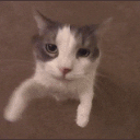 2_ emote