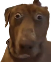 wtfdog Emote