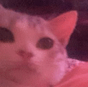 B_kitty emote