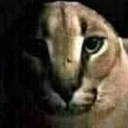 kot_pelmen Emote