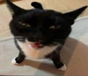 Larry Emote