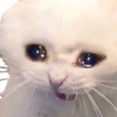 crycat Emote