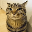 SuspiciousCat emote