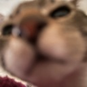 sniffsnorf emote