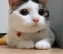 Xieron_stolen_emoji_1781548889 Emote