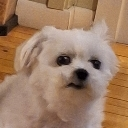 f_ewbro emote