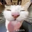 sillycat emote