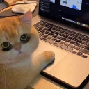 GAMERCAT emote