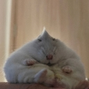 bunhamster emote