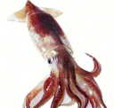 B_Squid Emote