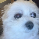 f_Fatso emote