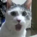 catshocked emote