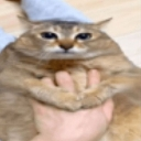 Cat Emote