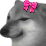 Achaawapookie_haveli emote
