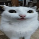 dumbasscat emote
