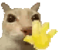 hii emote