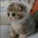 gatito Emote
