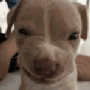 cachorro emote