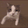 423 emote