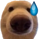 dawgnervous Emote