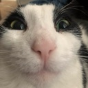 81464cathappy emote