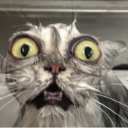 devastatedwetcat emote