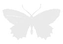 whitebutterfly emote