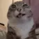 squirtcat emote
