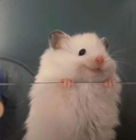 Hamster_Happy Emote