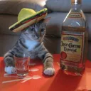 Cat_Drinking emote