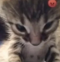 AngyCat emote