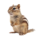 CHIPMUNK emote