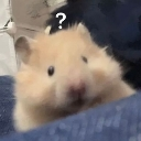 confusedhamster emote